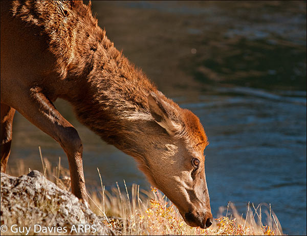 Young Elk Grazing