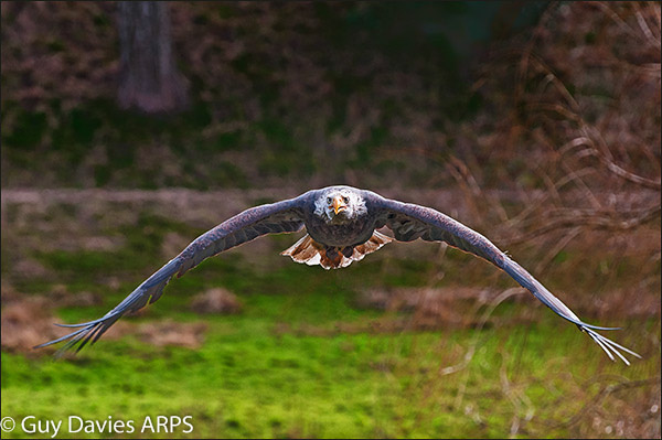 Bald Eagle Head On
