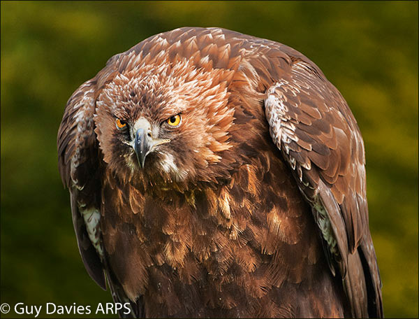 Golden Eagle
