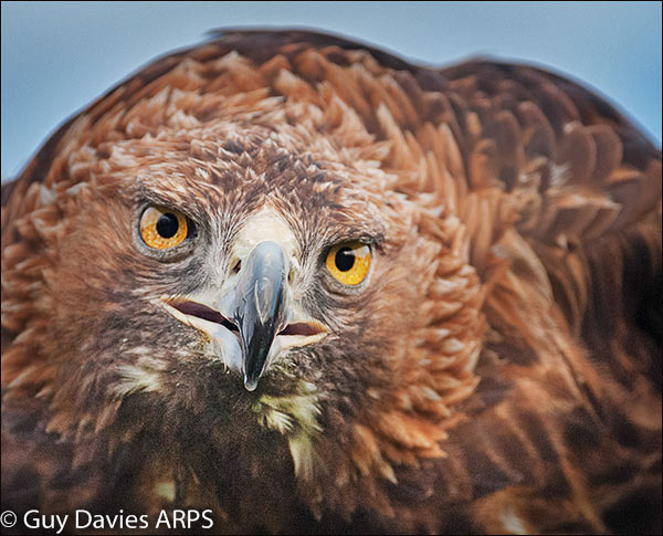 Golden Eagle Portrait