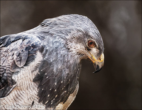 Grey Eagle Buzzard