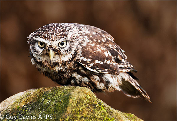 Little Owl on Rock