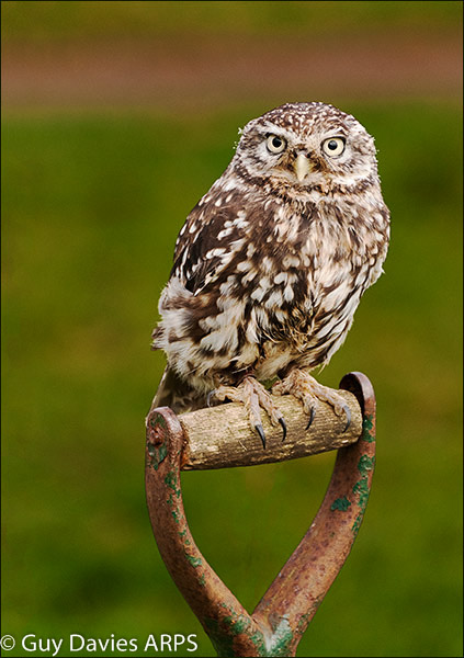 Little Owl on Spade