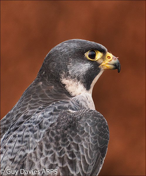 Peregrine Falcon