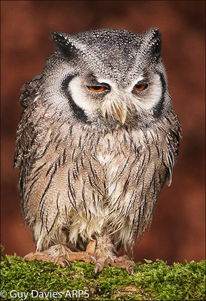 Scops Owl on Perch
