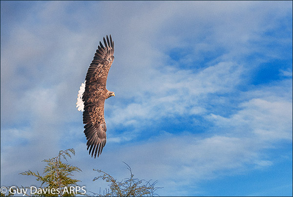White Tailed Sea Eagle Turning
