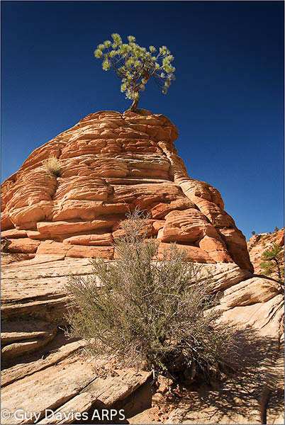 Ponderosa Pine (2)