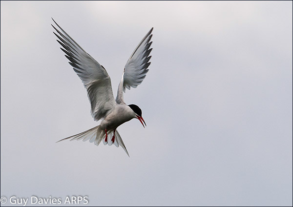 Arctic Tern