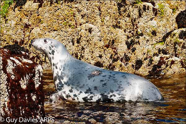 Atlantic Grey Seal