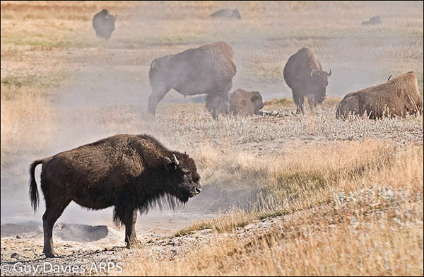 Bison at Yellowstone