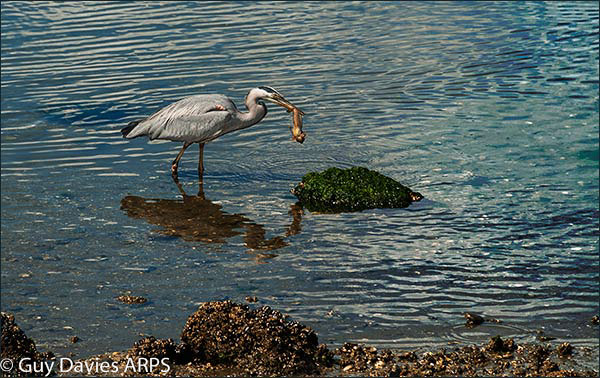 Grey Heron with Catch