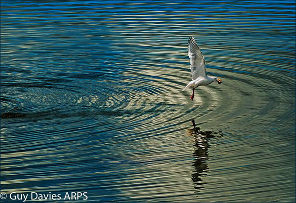 Gull Take-Off
