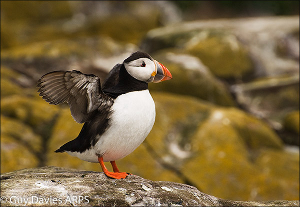 Puffin, Inner Farne