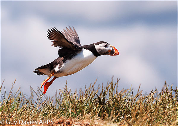 Puffin Take-Off