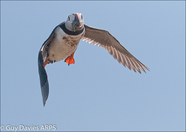 Puffin in Flight