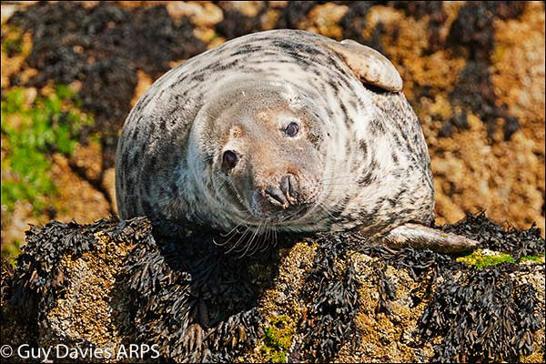 Resting Grey Seal